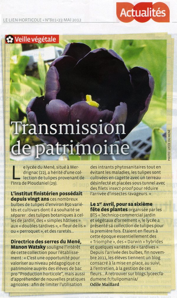 Tulipomania à l&rsquo;honneur dans le lien horticole